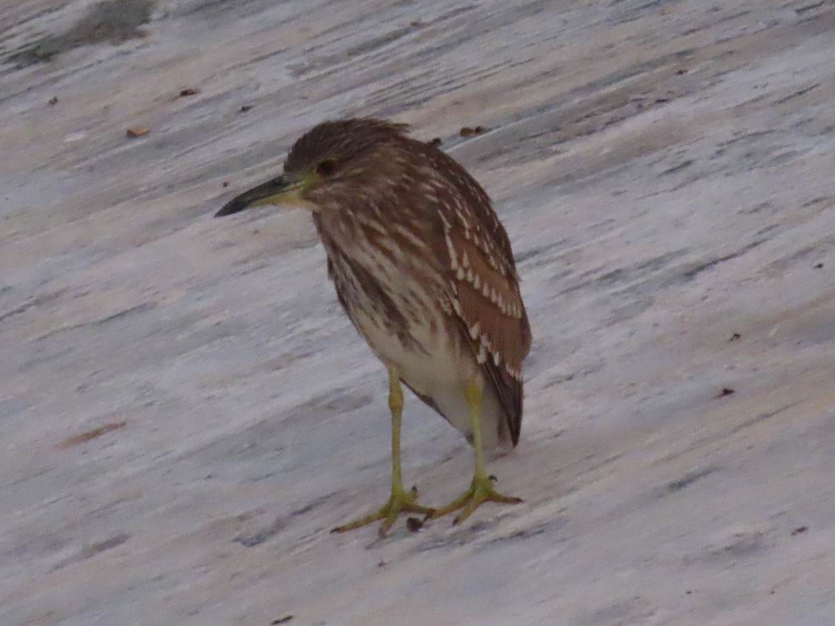 Black-crowned Night Heron - ML615945807