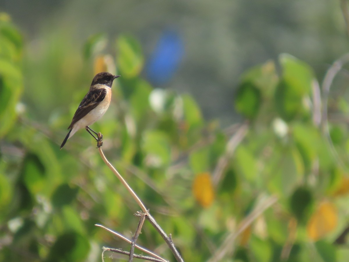 Siberian Stonechat - ML615945833