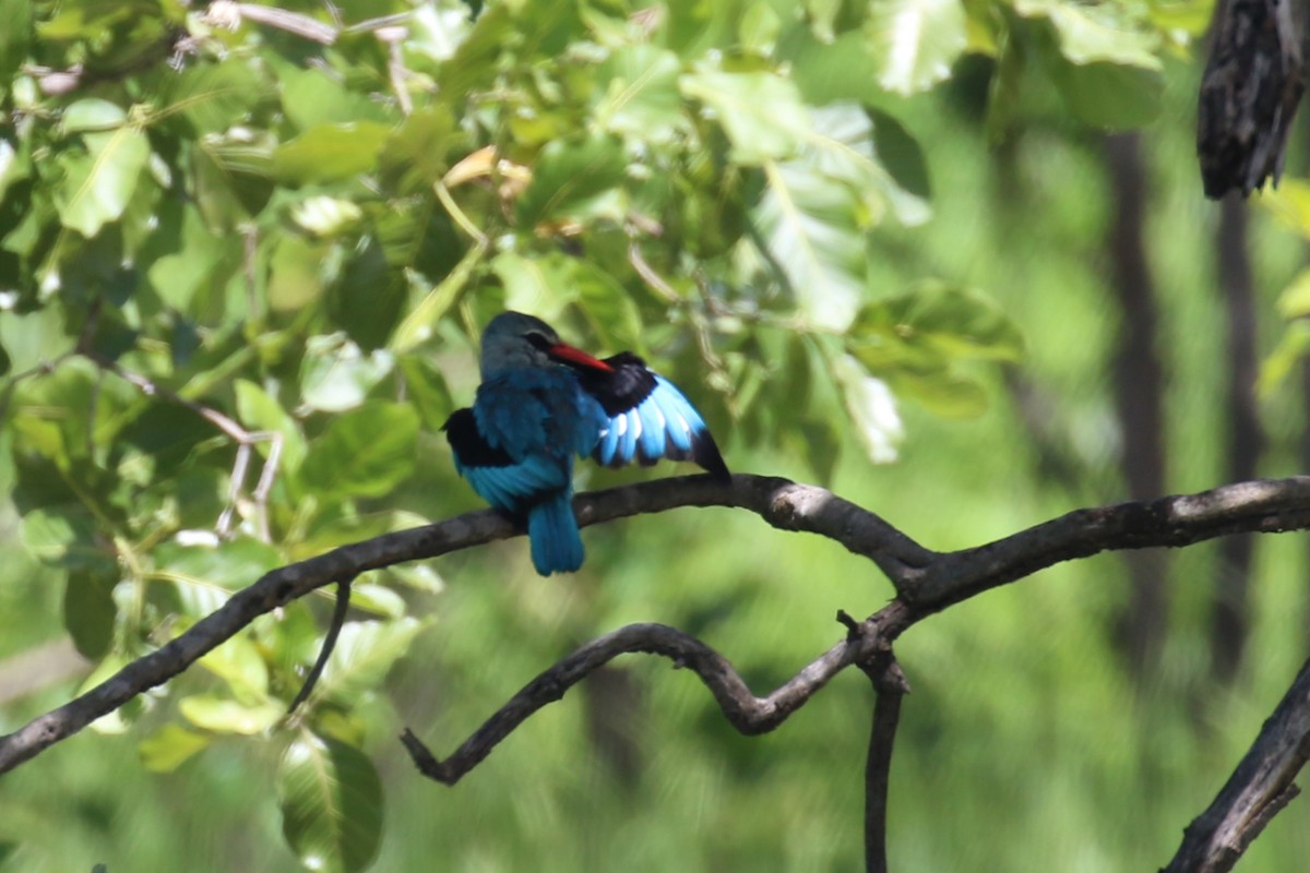 Woodland Kingfisher - Fikret Ataşalan