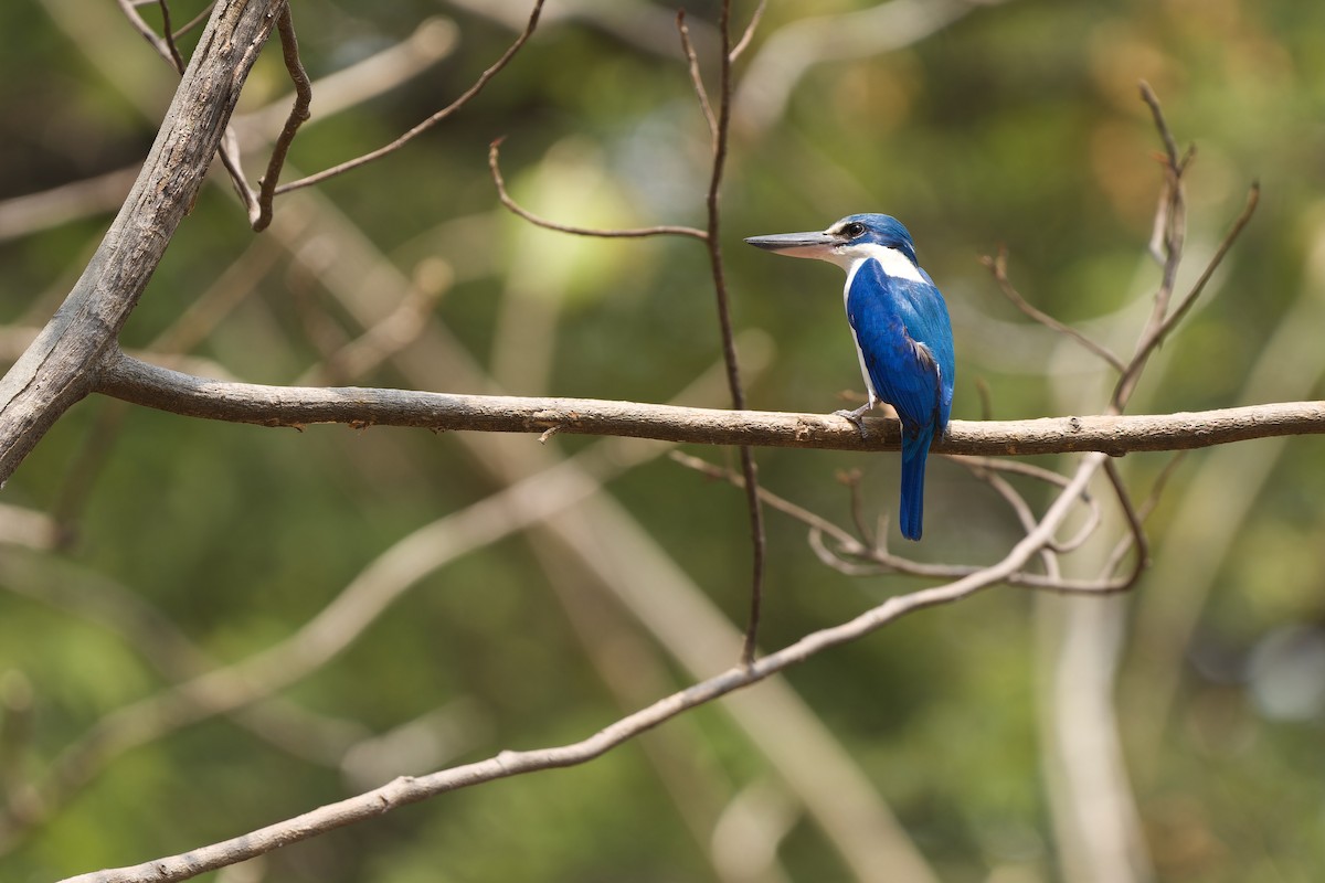 Collared Kingfisher (Oriental) - ML615945871