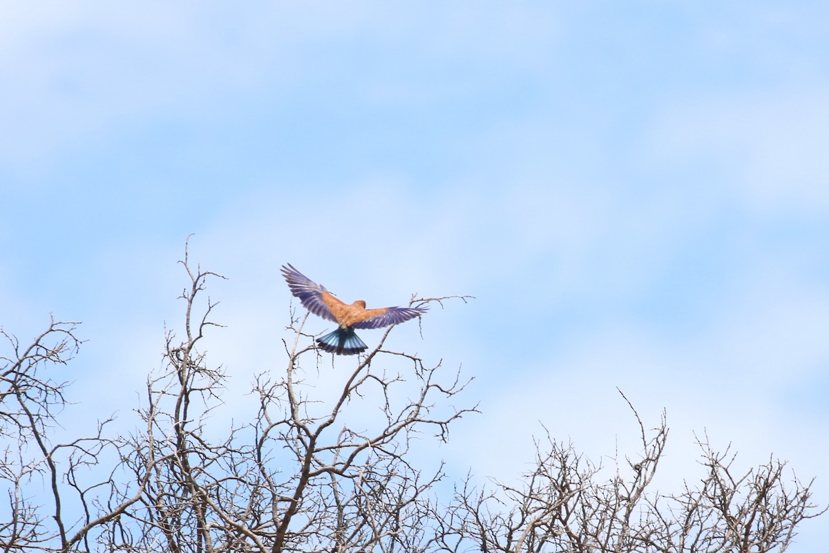 Broad-billed Roller - ML615945881