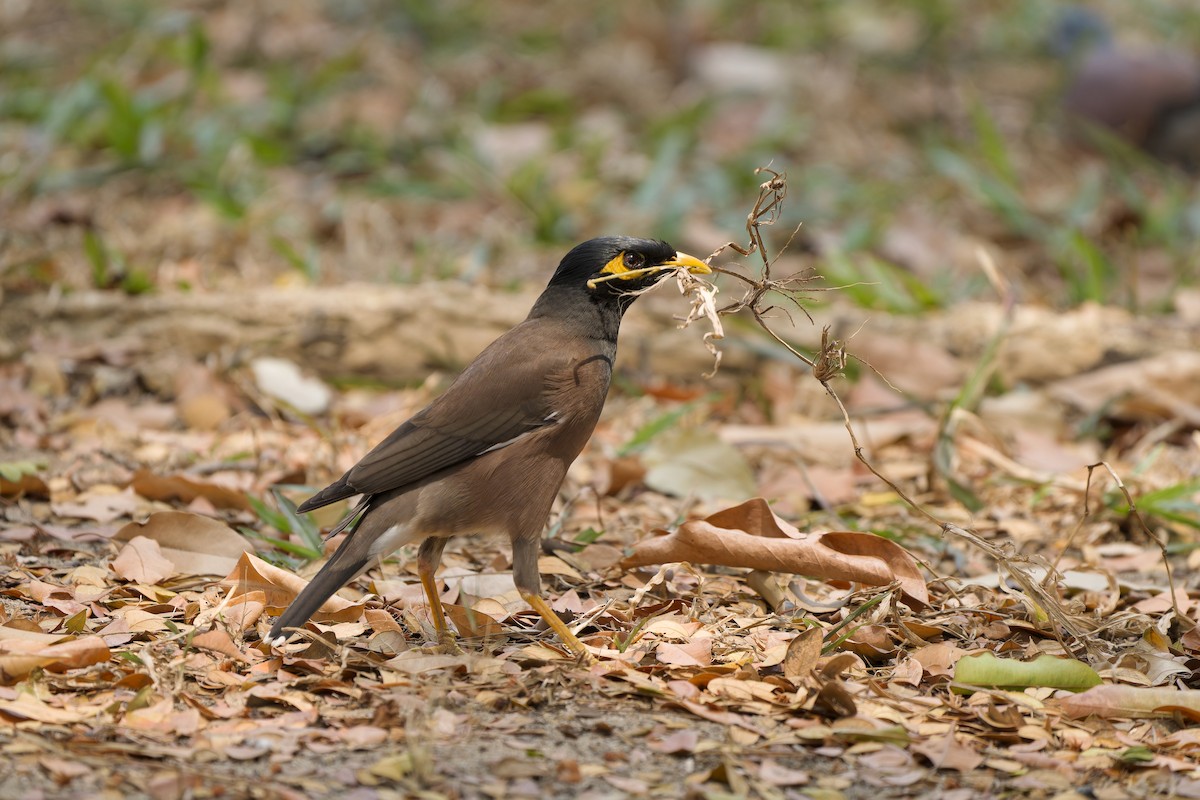 Common Myna - Sam Hambly