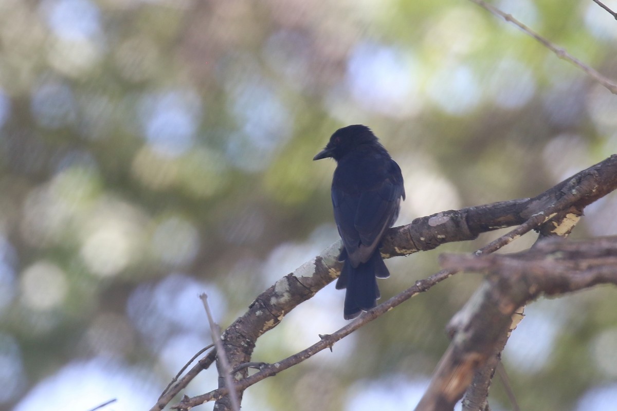 Fork-tailed Drongo - Fikret Ataşalan