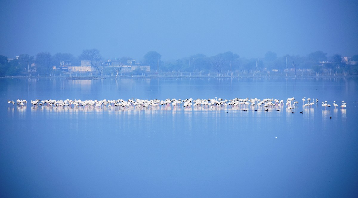 Greater Flamingo - ML615945926