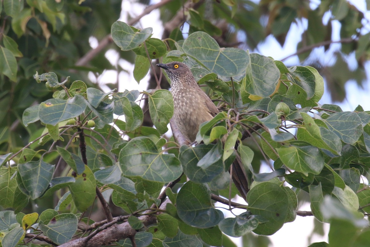 Arrow-marked Babbler - Fikret Ataşalan