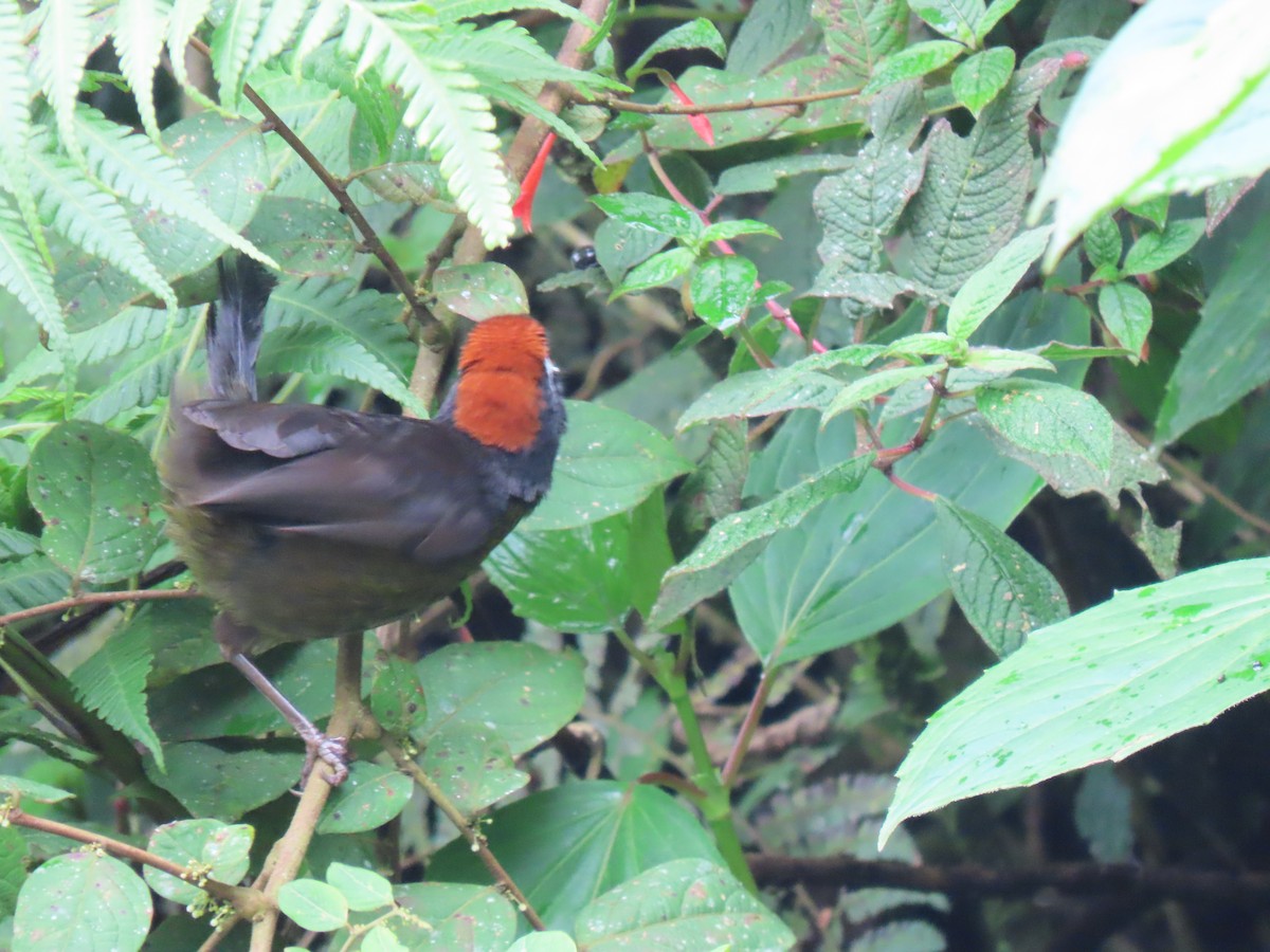 White-rimmed Brushfinch - Jose Martinez De Valdenebro