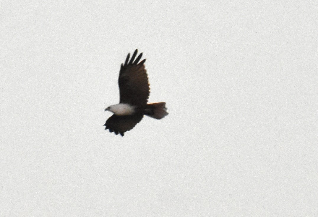 Brahminy Kite - ML615946069