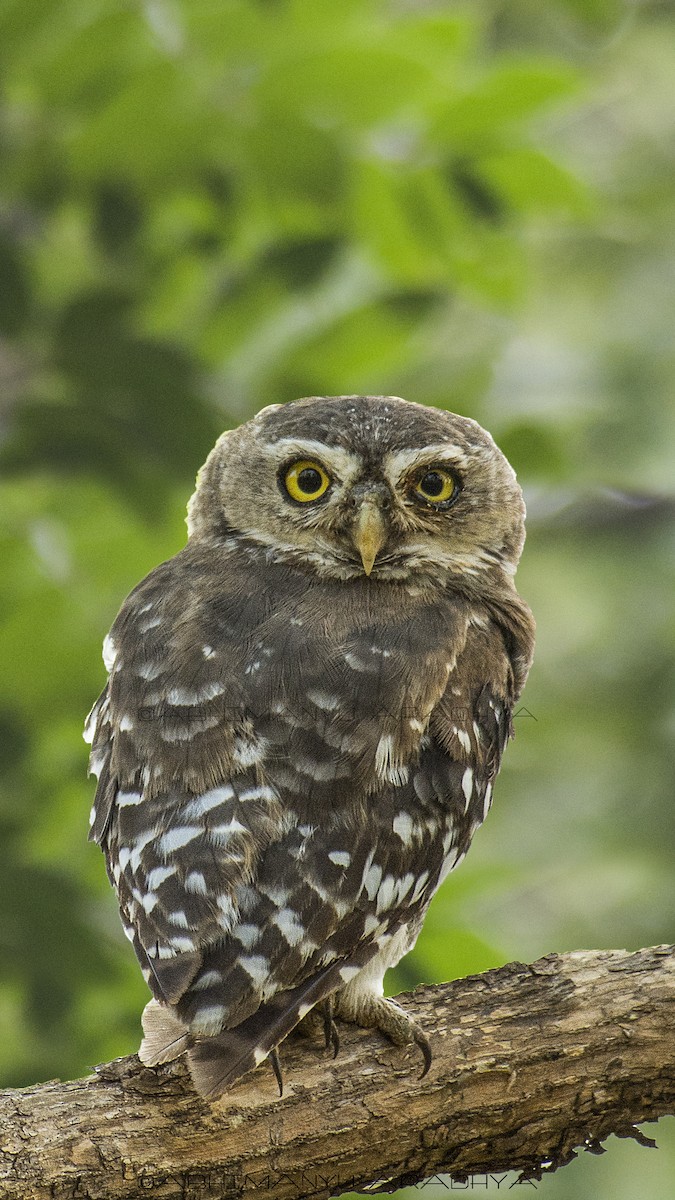 Forest Owlet - Abhimanyu Aradhya