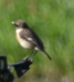 European Stonechat - Sally Anderson