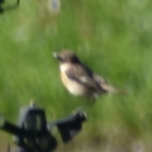 European Stonechat - ML615946086