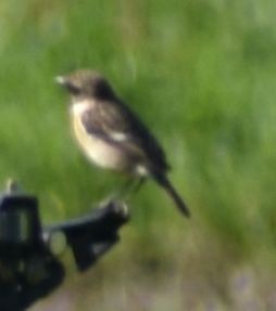 European Stonechat - Sally Anderson