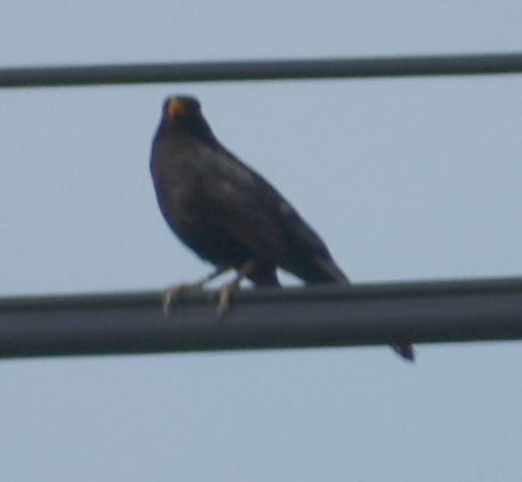 Eurasian Blackbird - Sally Anderson