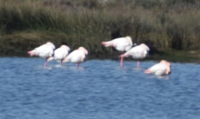 Greater Flamingo - ML615946111