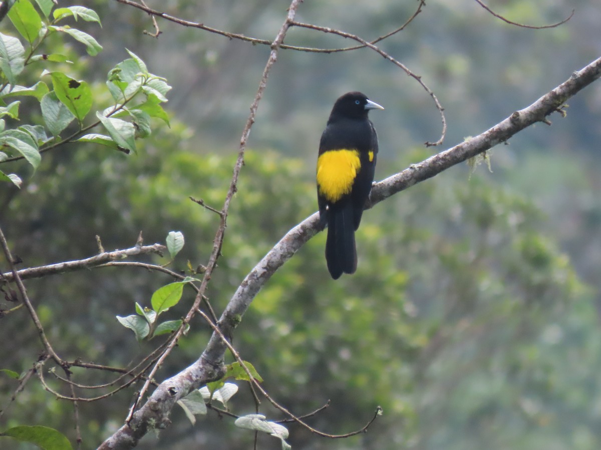 Yellow-rumped Cacique - ML615946174