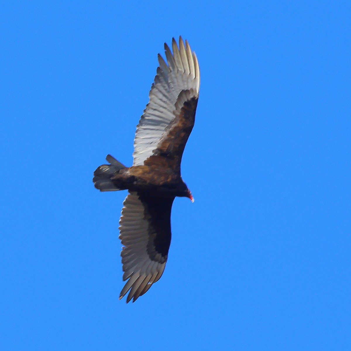 Turkey Vulture - ML615946234