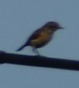 European Stonechat - Sally Anderson