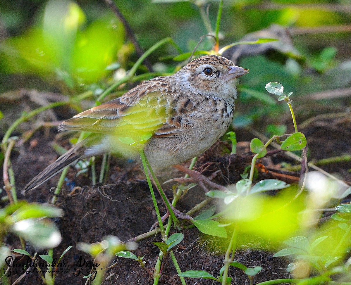 Indian Bushlark - Shubhankar Roy