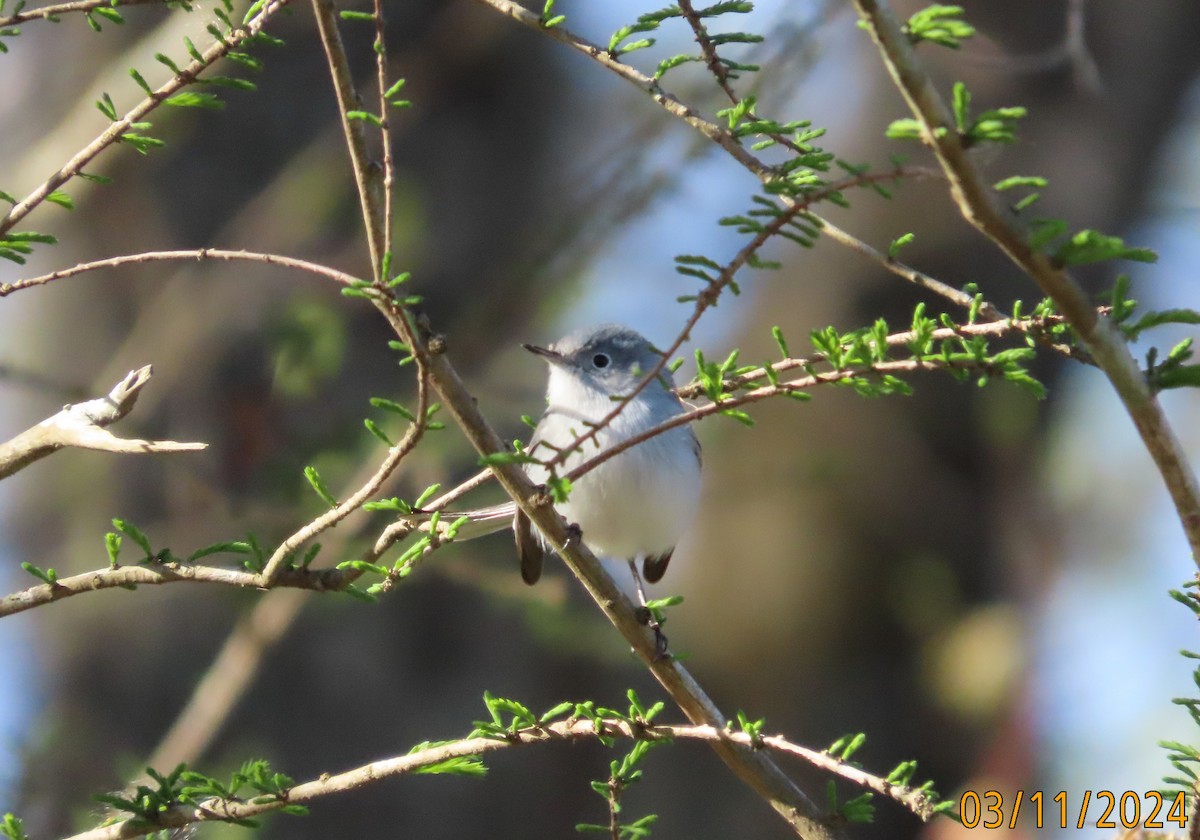 Blue-gray Gnatcatcher - ML615946279