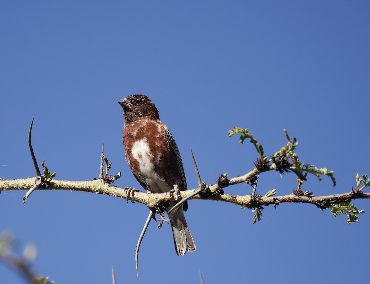 Chestnut Sparrow - Jan Hansen