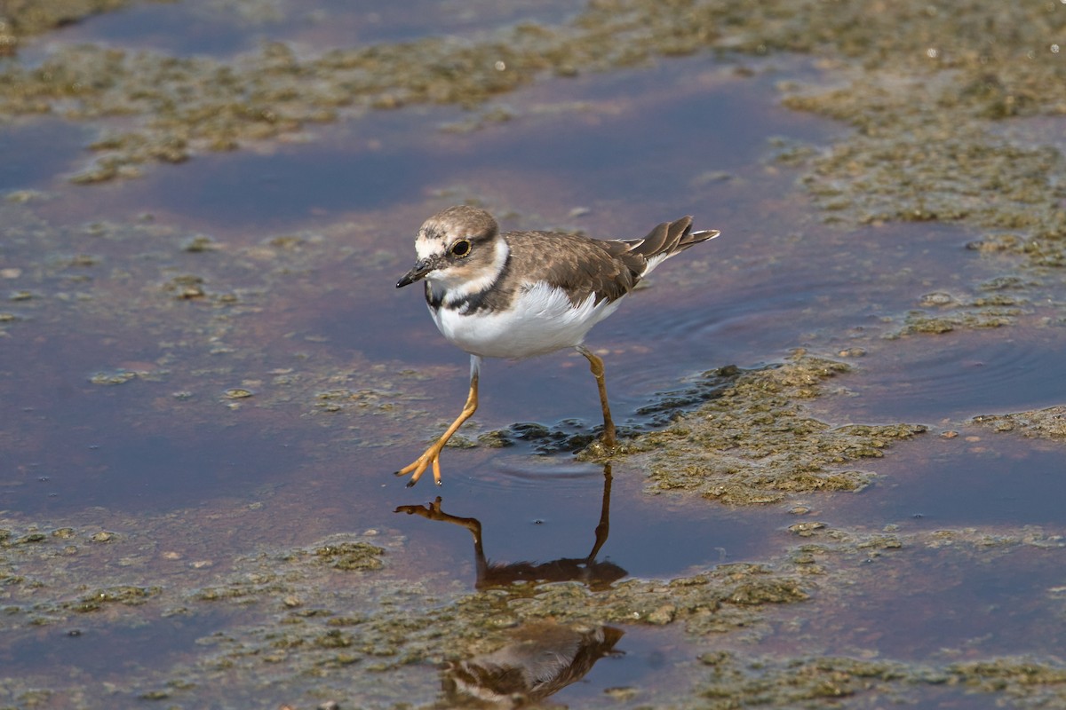 Little Ringed Plover - ML615946394