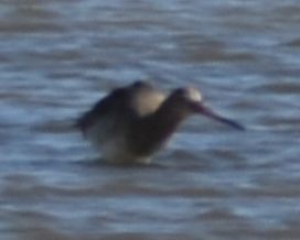 Black-tailed Godwit - ML615946397