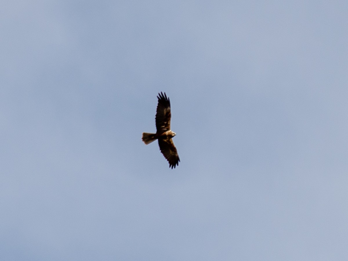 Western Marsh Harrier - ML615946410