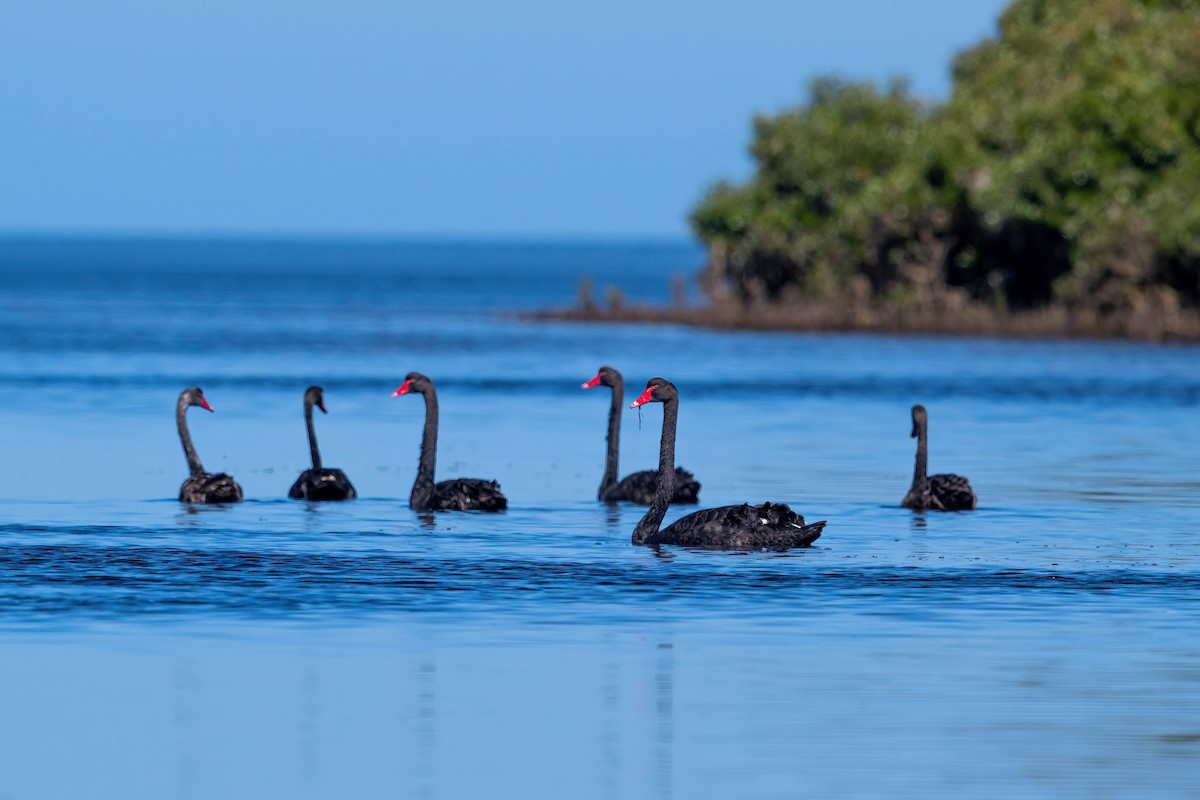 Cisne Negro - ML615946544