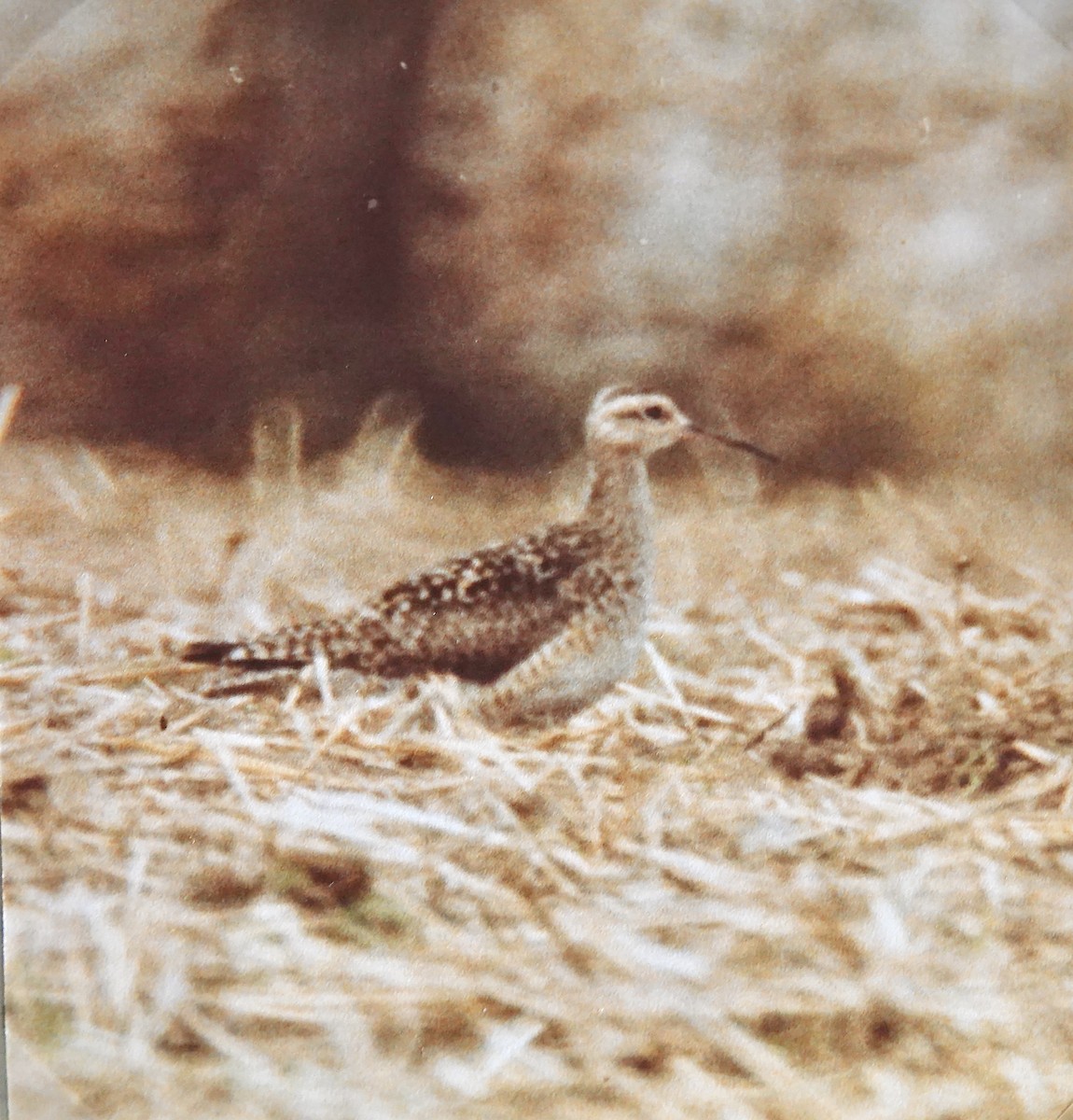 Little Curlew - ML615946549