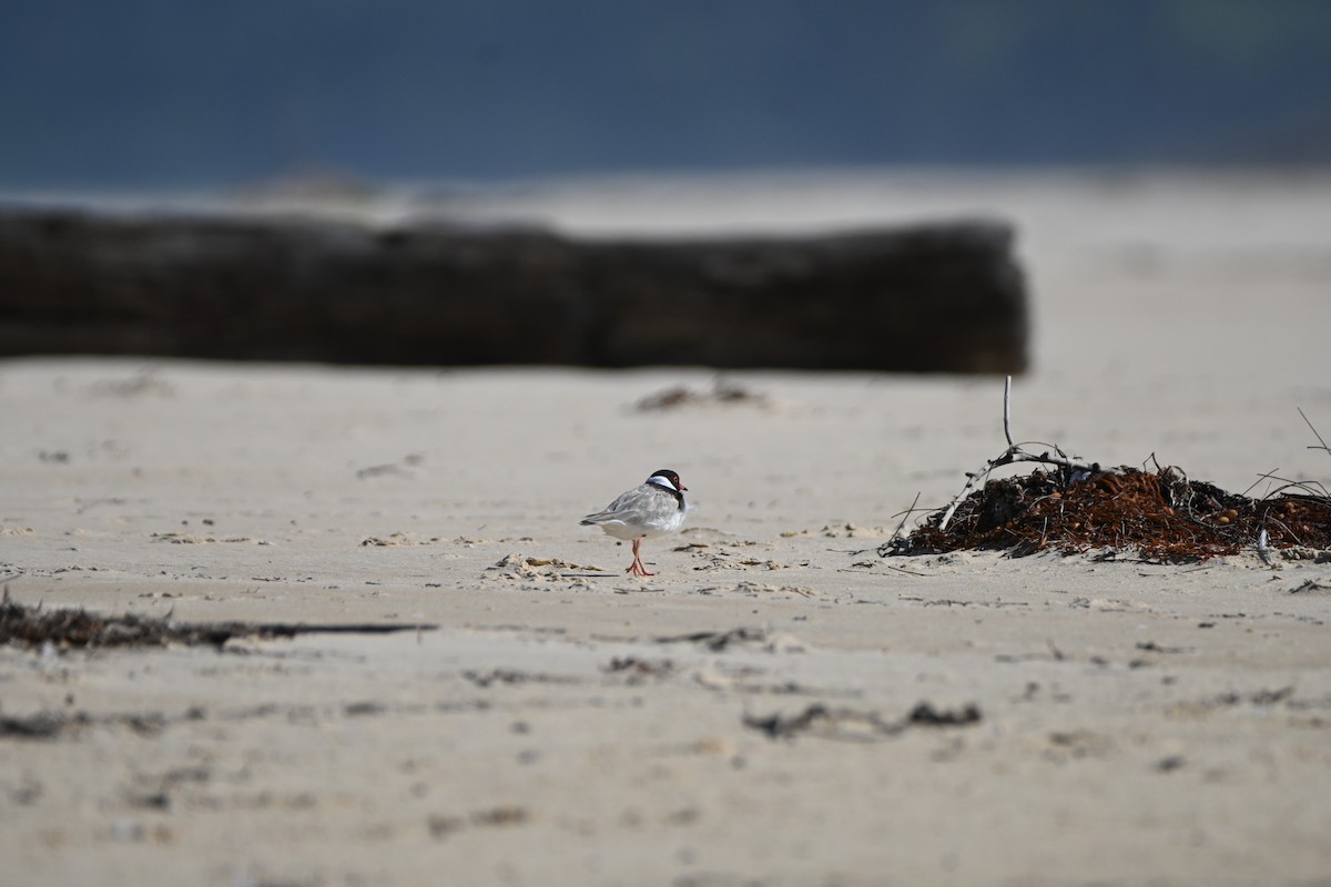 Hooded Plover - Hitomi Ward