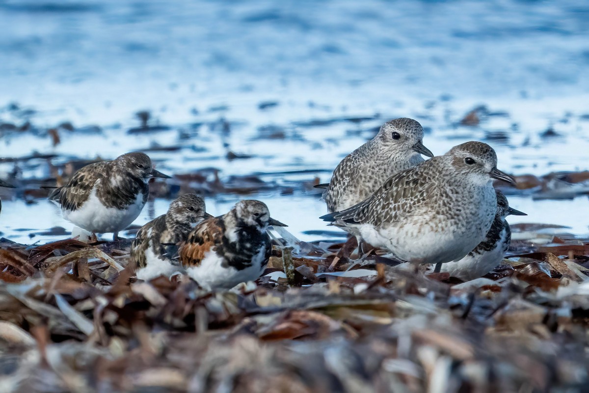 Ruddy Turnstone - ML615946558