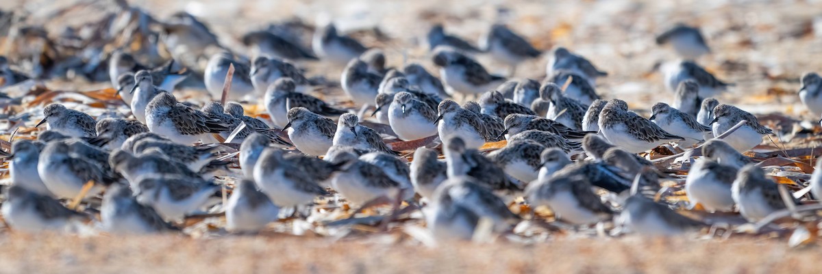 Red-necked Stint - ML615946565