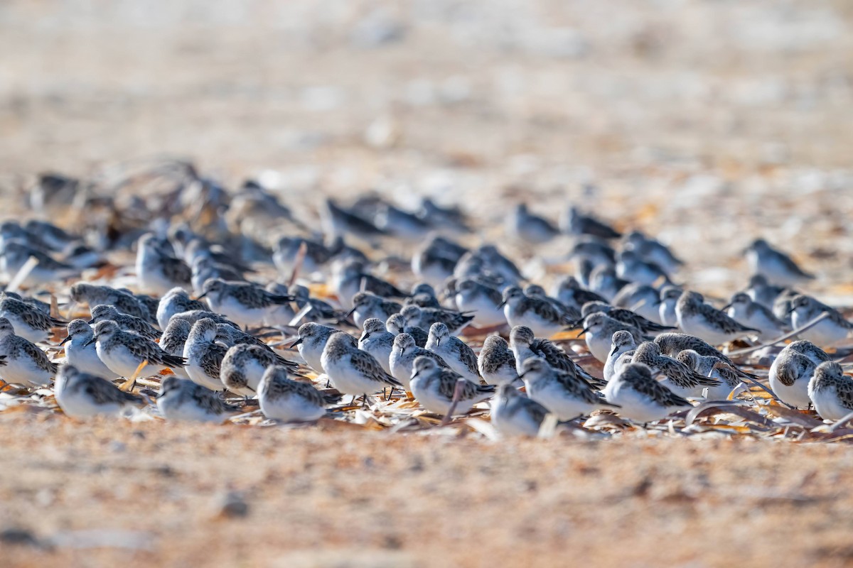 Rotkehl-Strandläufer - ML615946566