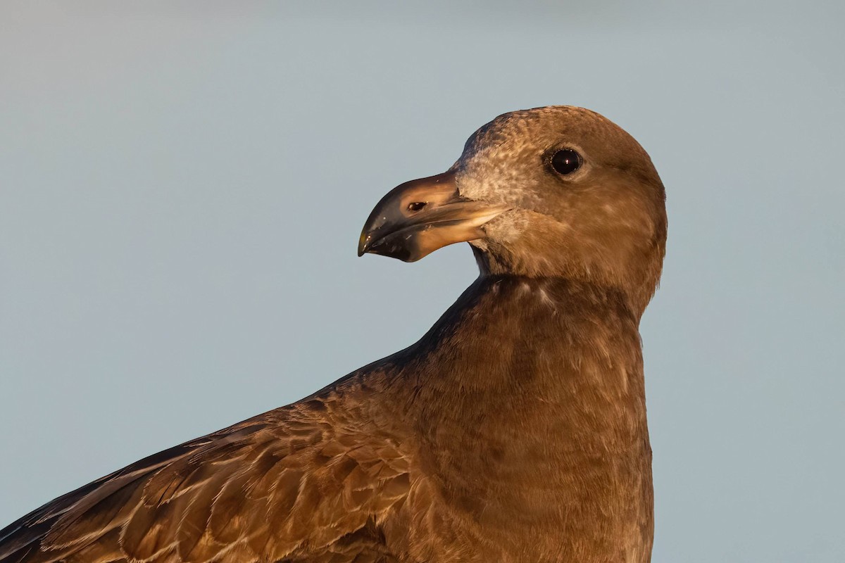 Pacific Gull - ML615946570