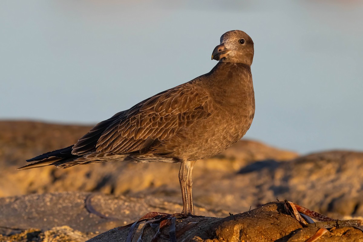 Pacific Gull - Anthony Zimmermann