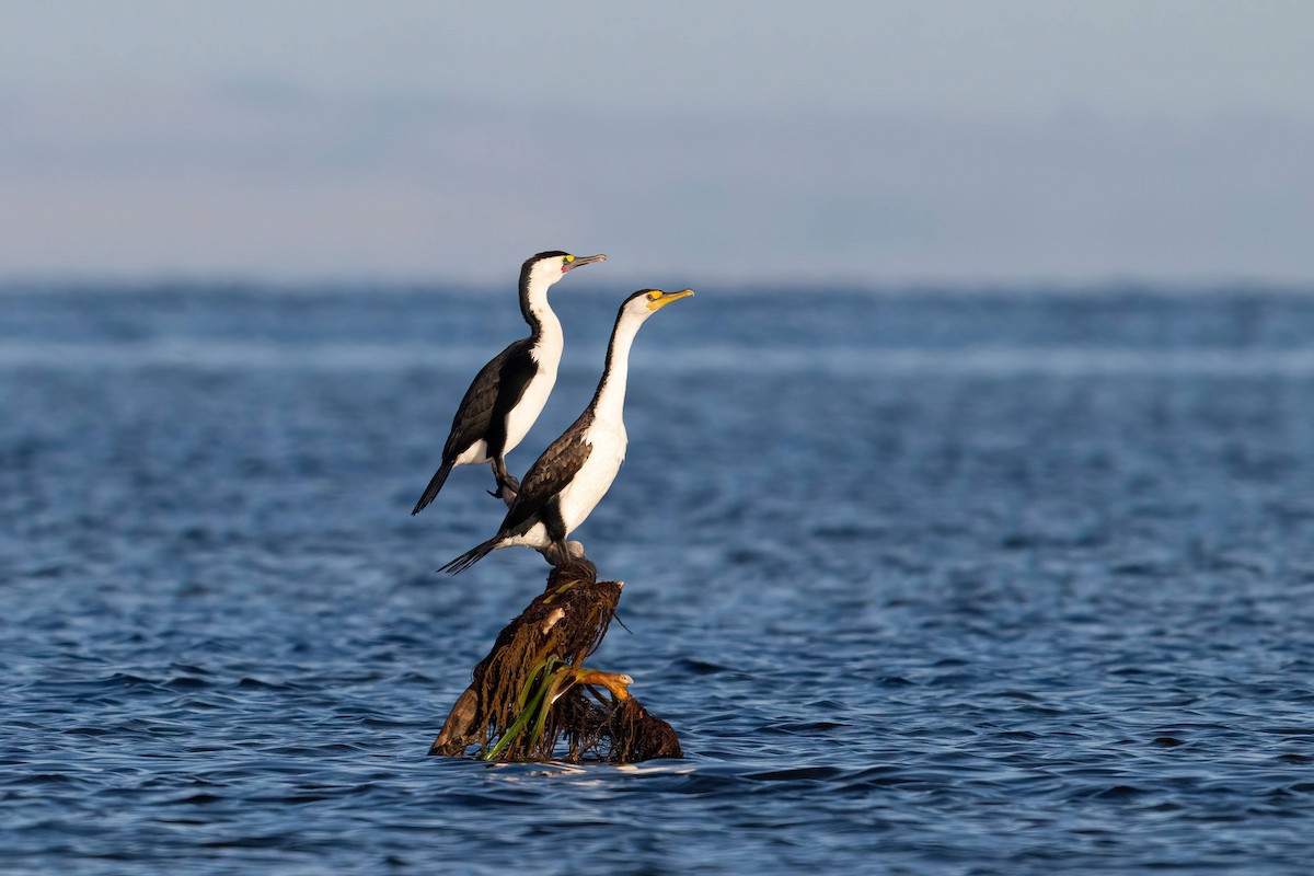 Little Pied Cormorant - Anthony Zimmermann