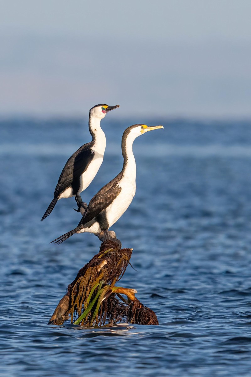 Pied Cormorant - ML615946582