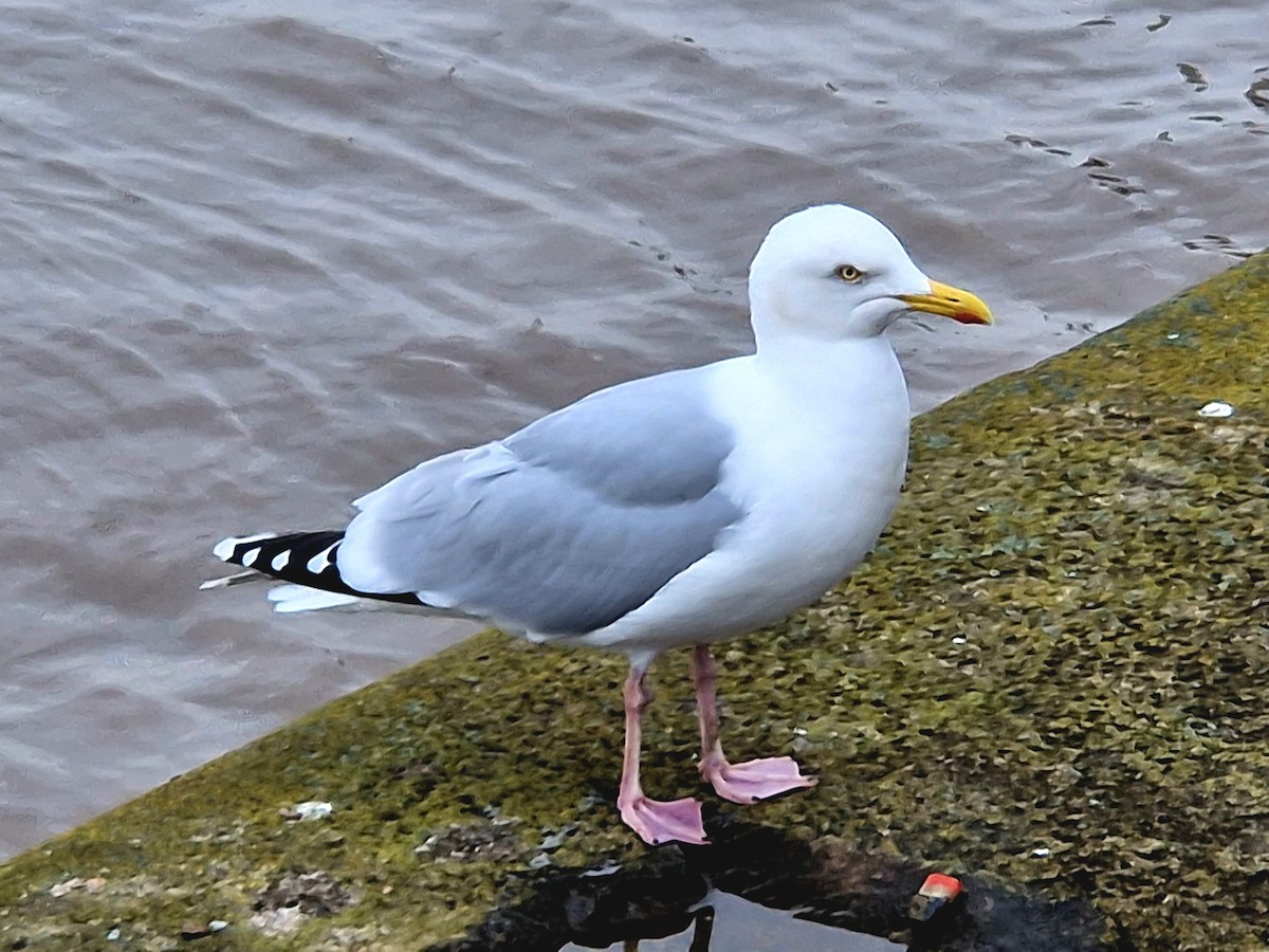 Мөнгөлөг цахлай - ML615946584