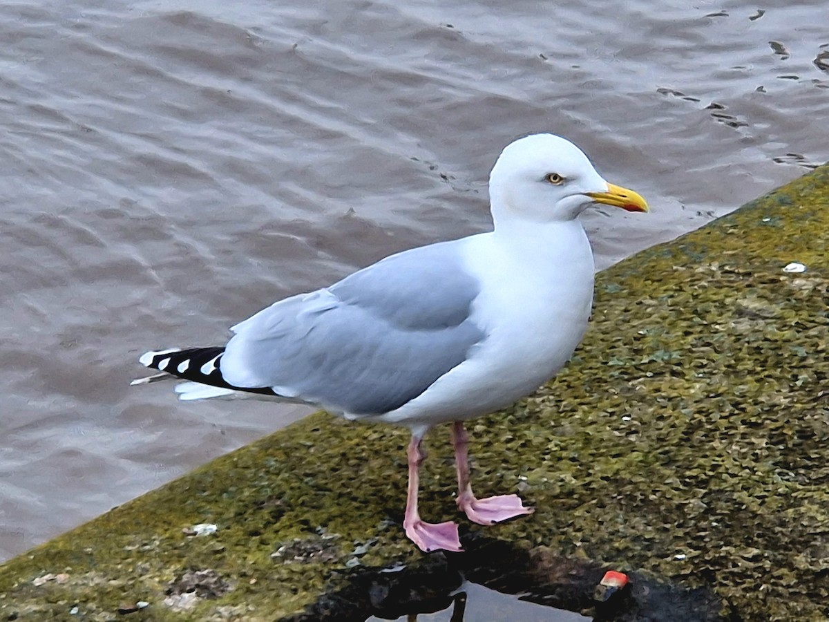 セグロカモメ（argentatus／argenteus） - ML615946584