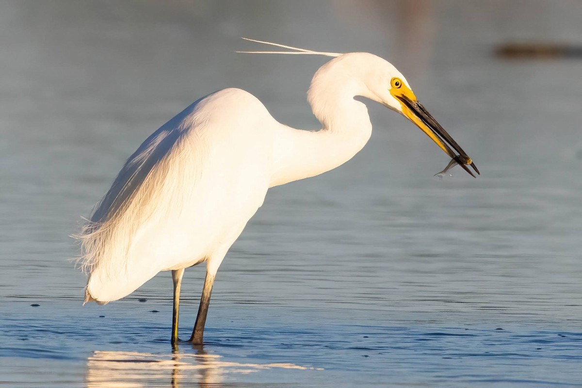 Little Egret - ML615946603