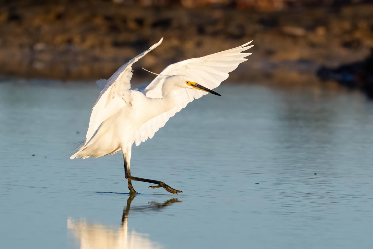 Little Egret - ML615946604