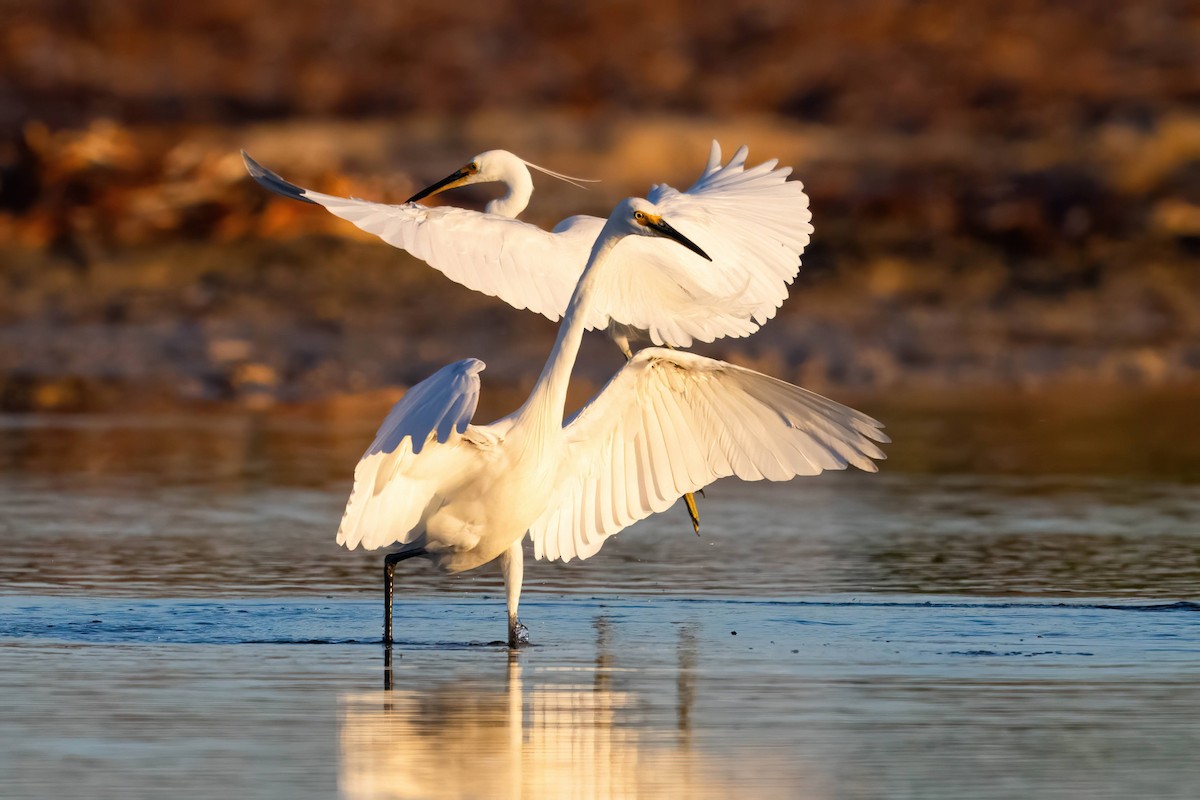 Little Egret - Anthony Zimmermann