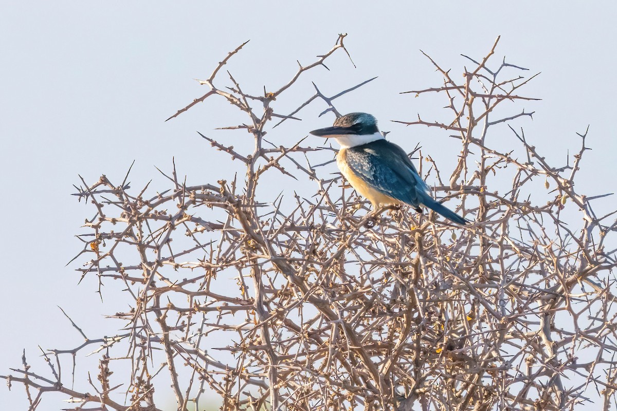 Sacred Kingfisher - ML615946623