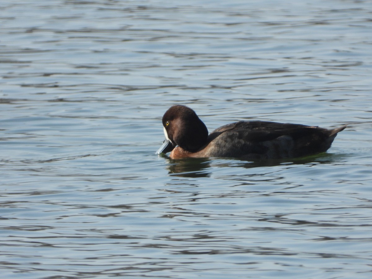 Greater Scaup - ML615946652