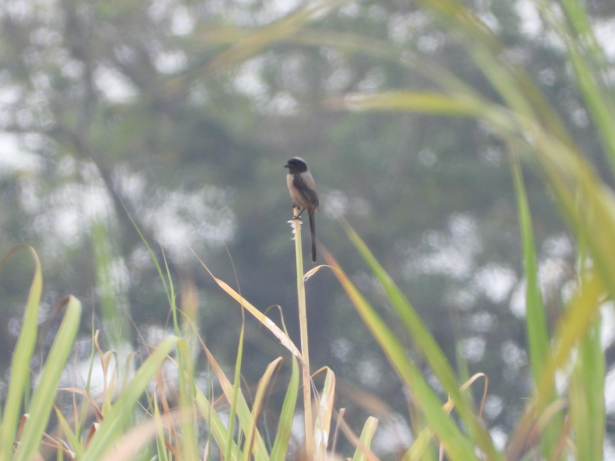 Long-tailed Shrike - ML615946716