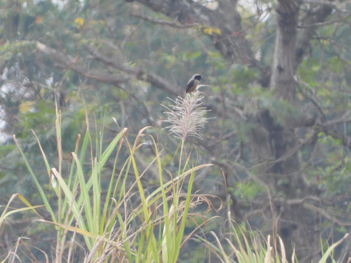 Long-tailed Shrike - ML615946721