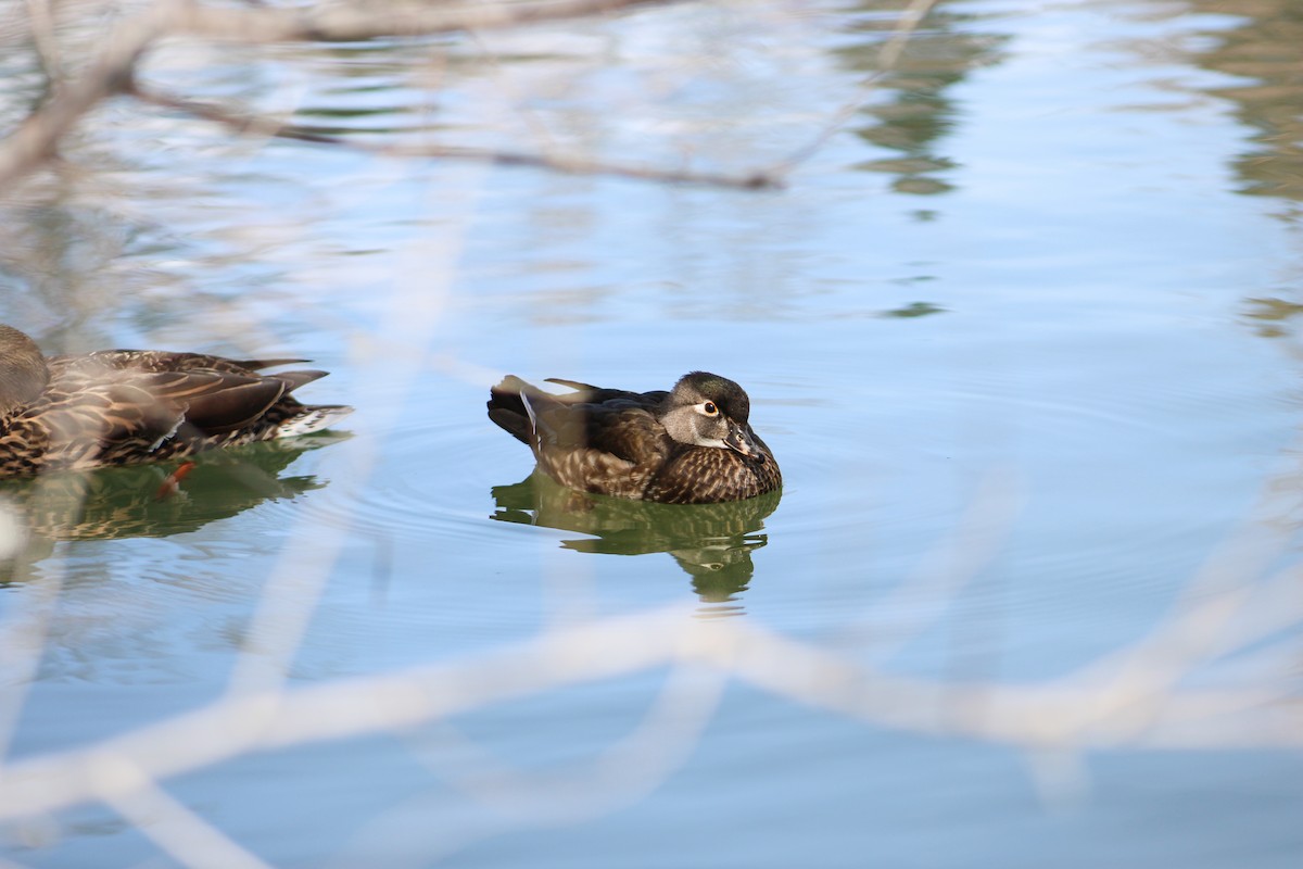 Wood Duck - ML615946723