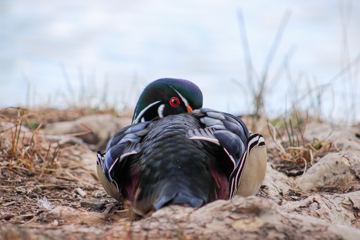 Wood Duck - ML615946724