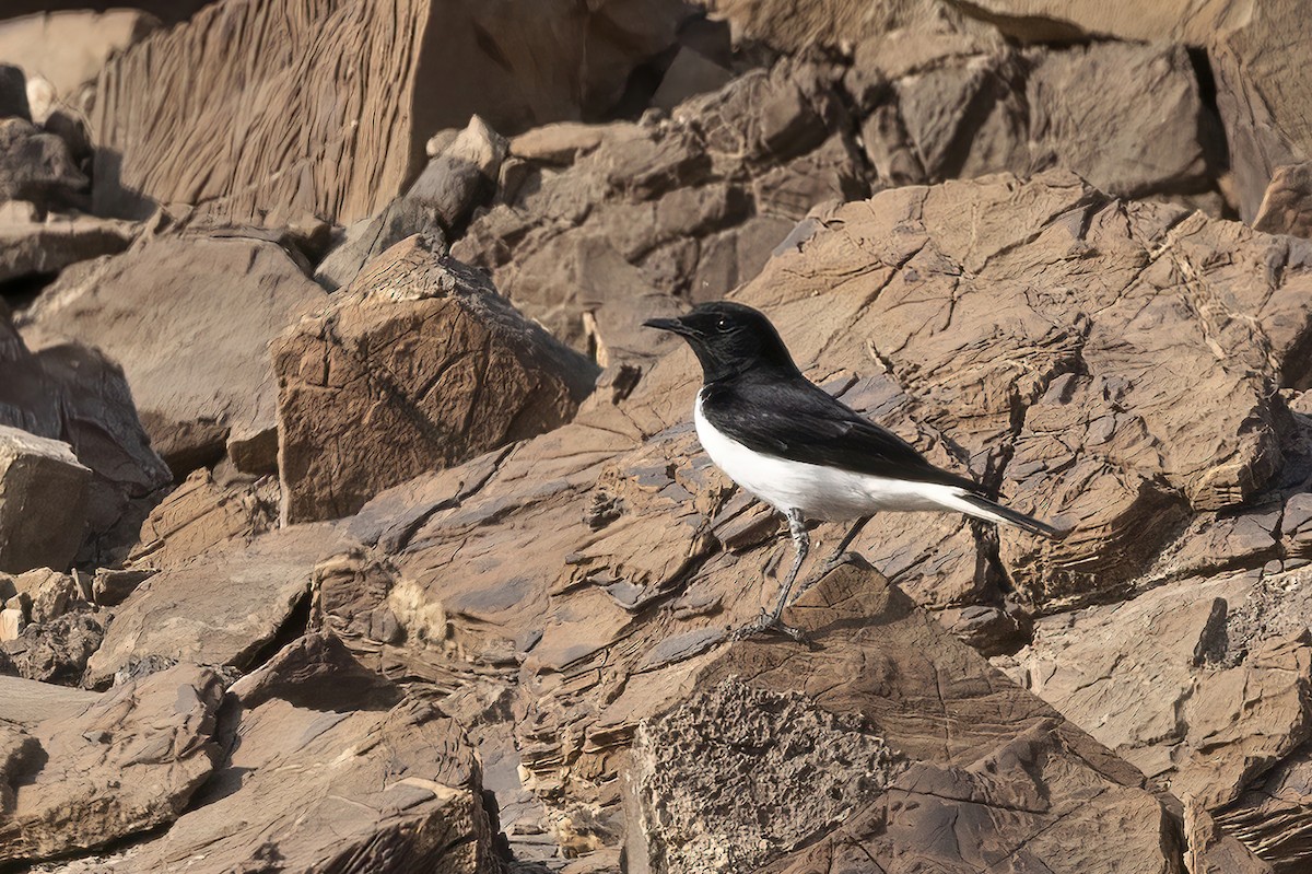 Hume's Wheatear - ML615946738