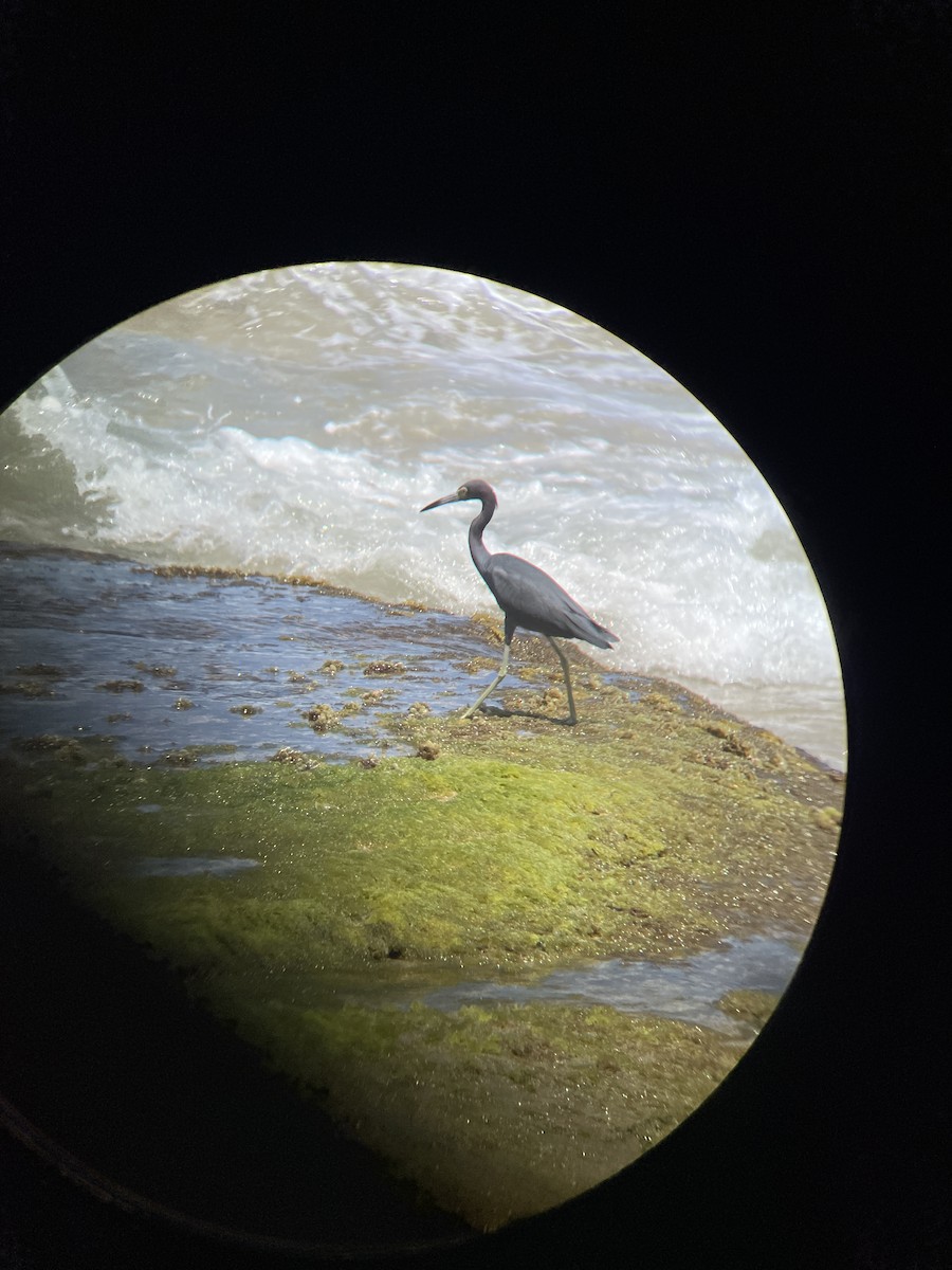 Little Blue Heron - ML615946817