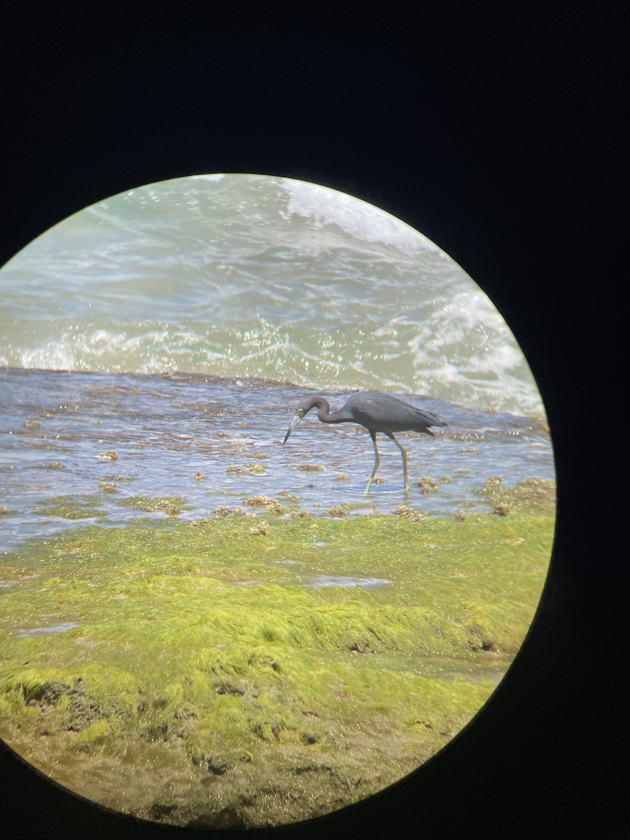 Little Blue Heron - ML615946818